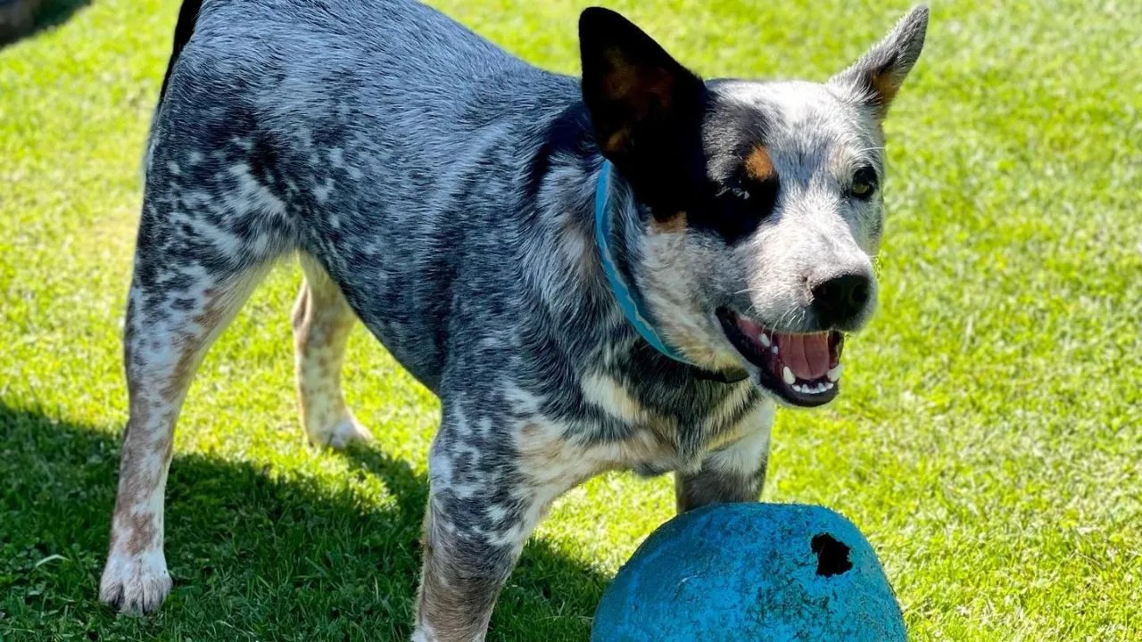 Best Toys for Highenergy Herding Dog Loobani Pet