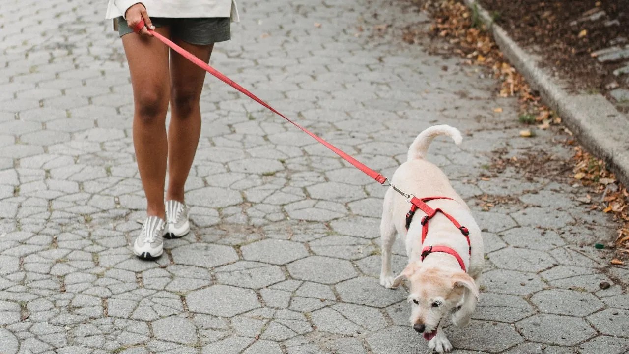 How to Stop a Dog from Chewing His Bed Loobani Pet