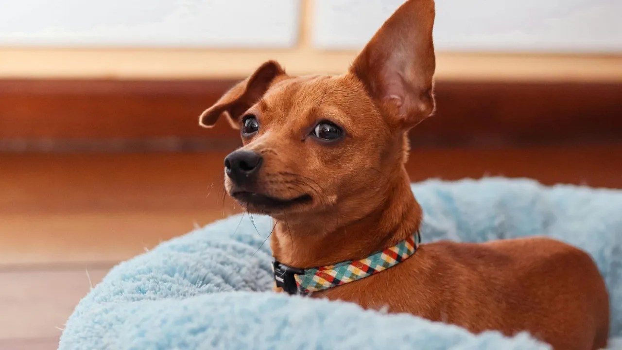 Can Dogs Have Cinnamon? The Sweet and Spicy Scoop Loobani Pet