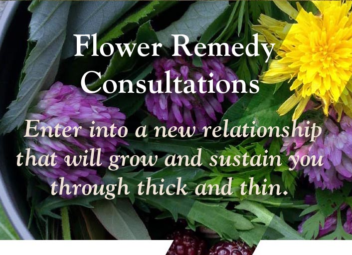 Flower Remedies Looking Deeper