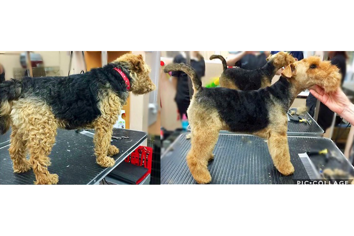 Pet Grooming Gallery Look North Grooming & Training Centre