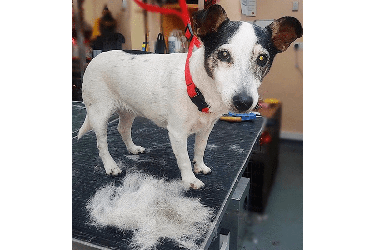 Pet Grooming Gallery Look North Grooming & Training Centre