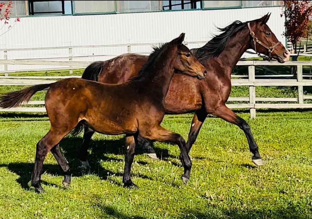 For Sale Lookout Farm