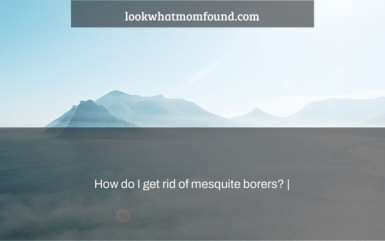 How do I get rid of mesquite borers?