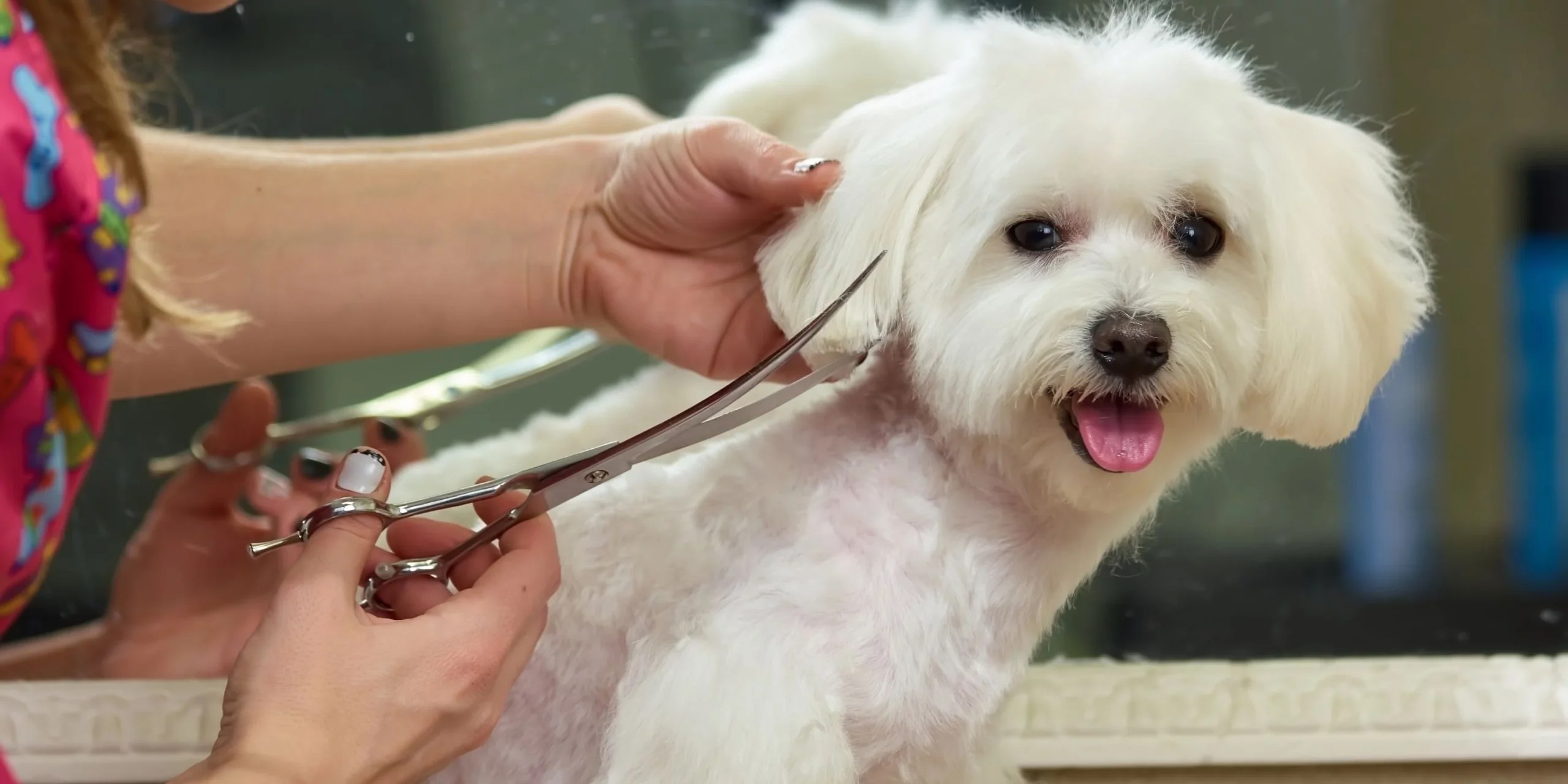 How to Choose the Best Thinning Shears for Dogs looneypalace