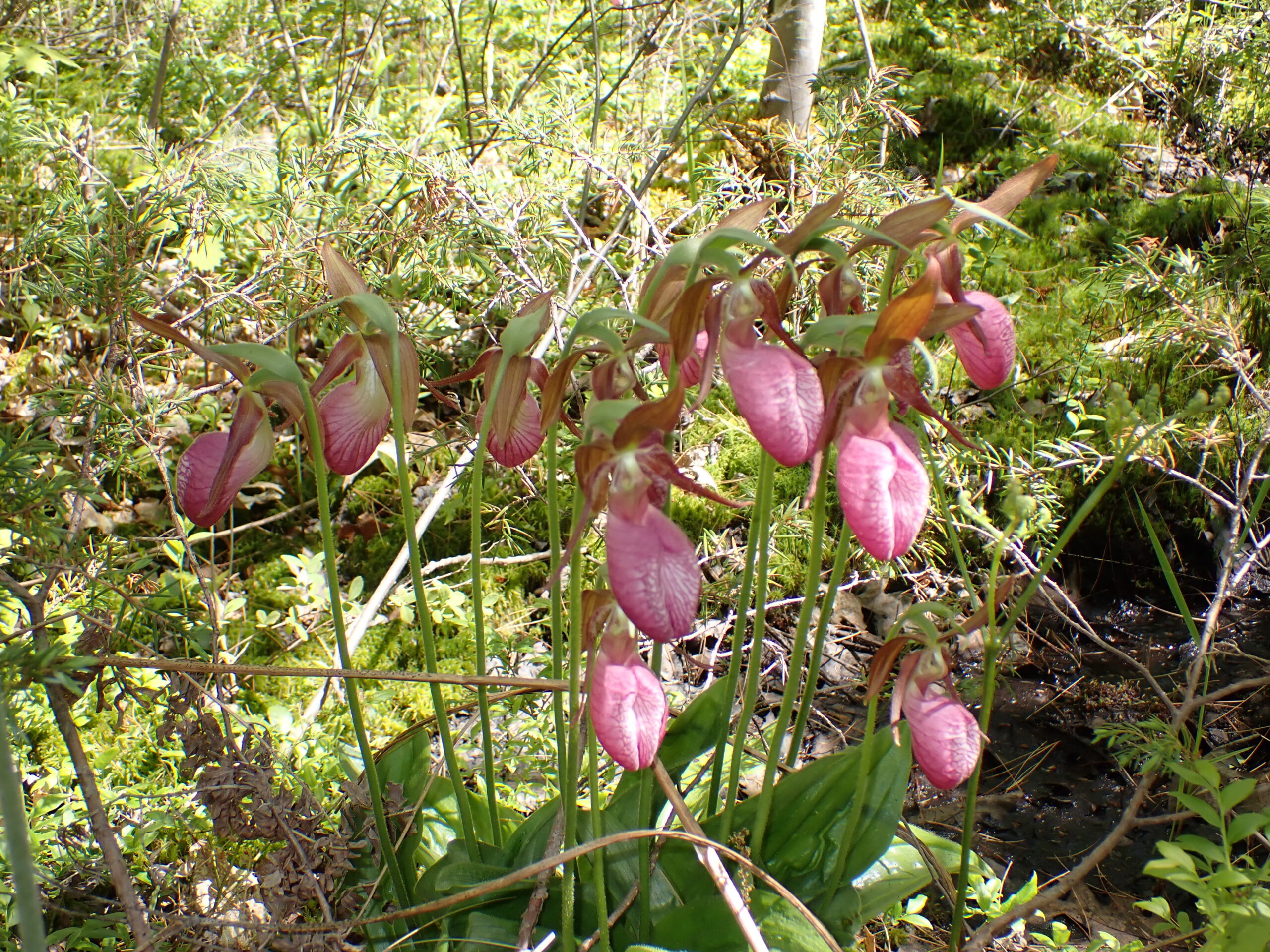 Loon and Turtle Lakes Cottage Association