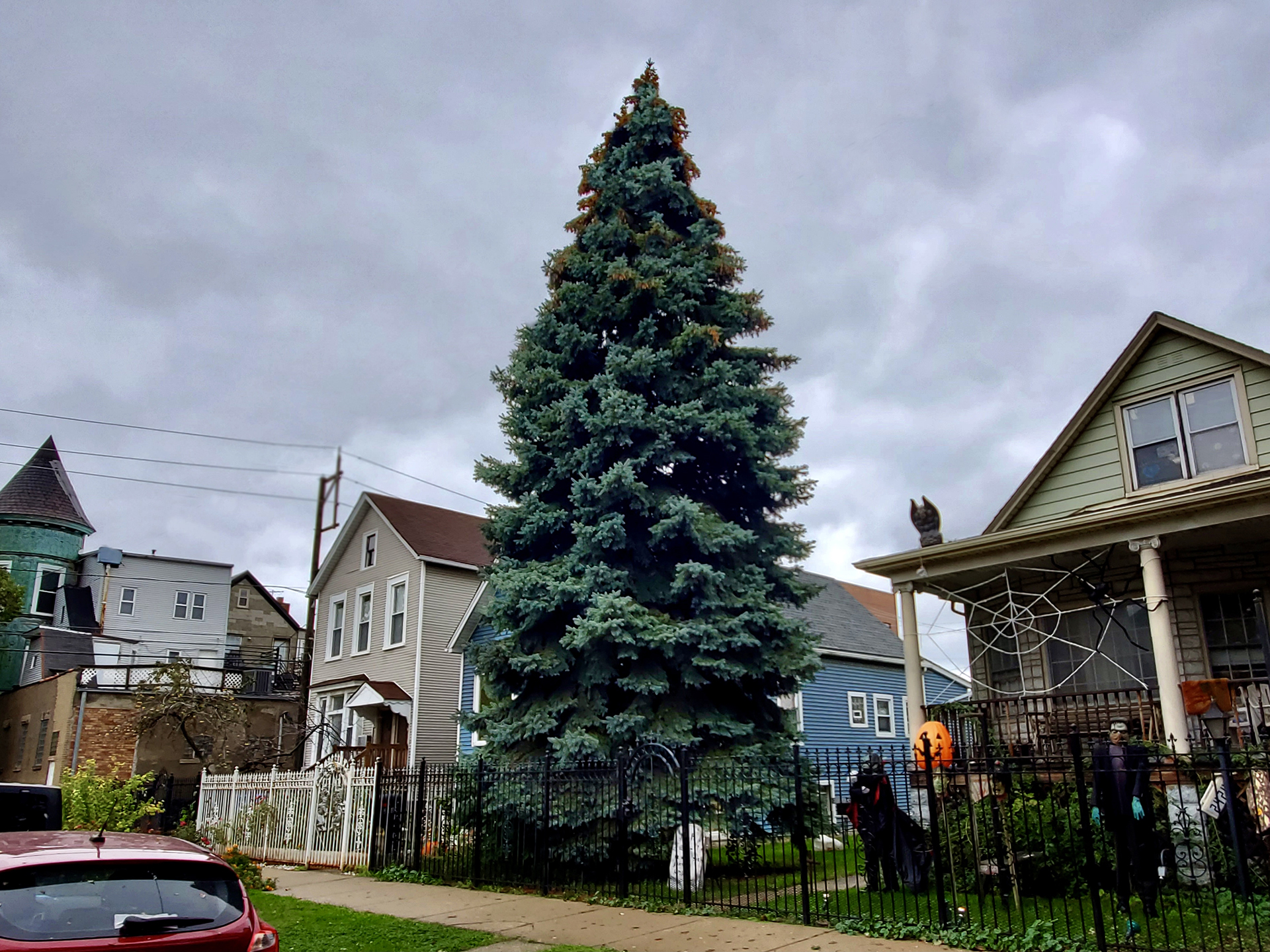 108th City of Chicago Christmas tree coming from Logan Square