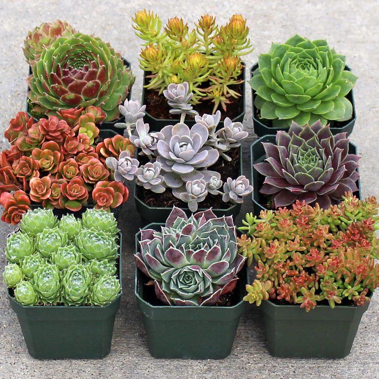 Mountain Crest Gardens Increases Order Value By 20 Lootly