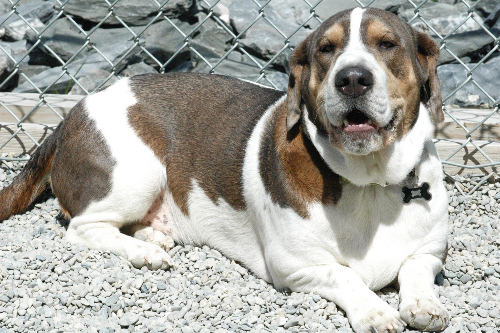Leader of the Pack Canine Institute Allentown, PA Boarding Your Dog