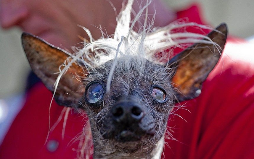 Este es el perro más feo del mundo