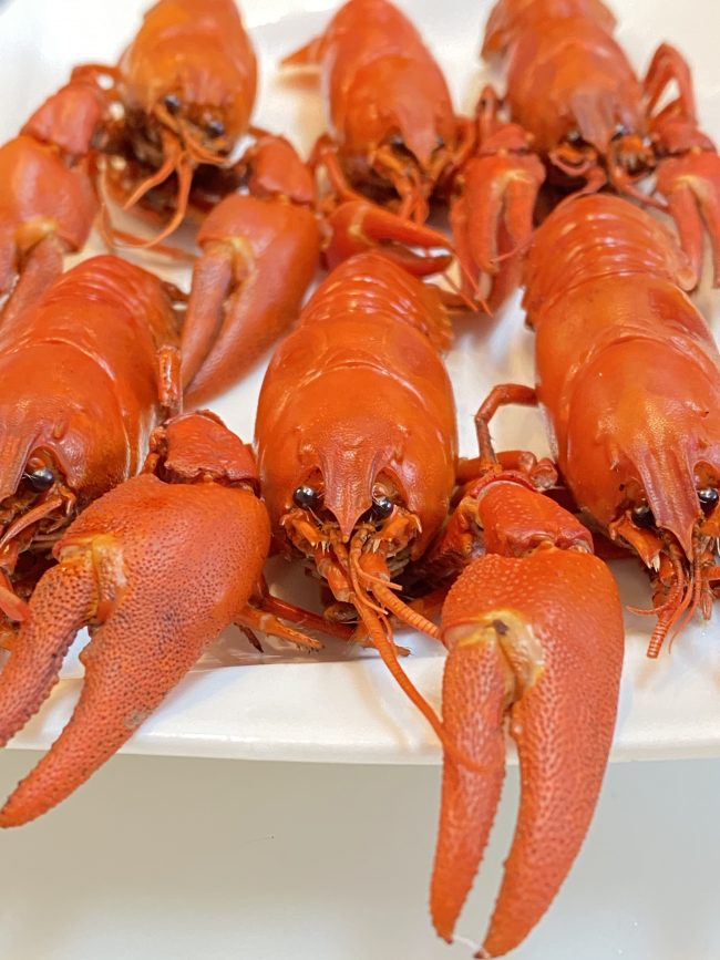 「ウチダザリガニ」を食べた”正直”な感想・実際に阿寒湖から取り寄せて食べてみました│東京下町・ひとり飯