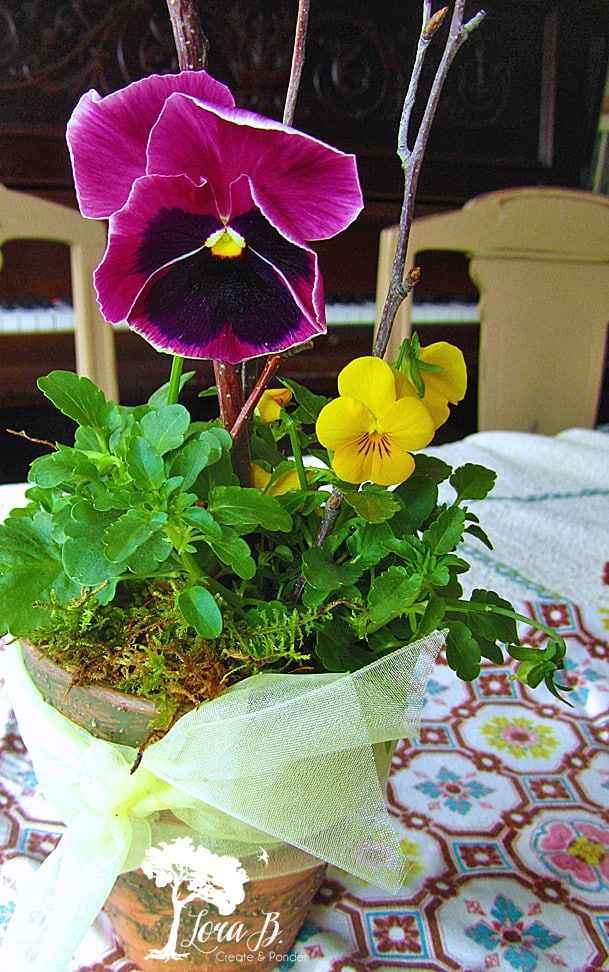 Add Some Pretty to your Pansy Pots Lora BloomquistCreate & Ponder