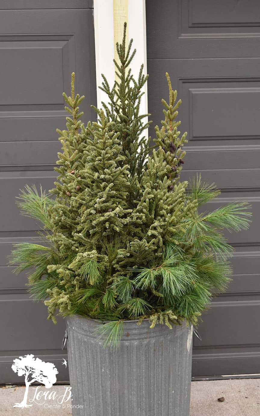 Spruce Tips 101 Lora B. Create & Ponder