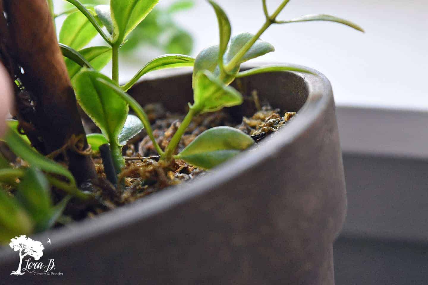 How to Easily Clean Artificial Plants Lora BloomquistCreate & Ponder