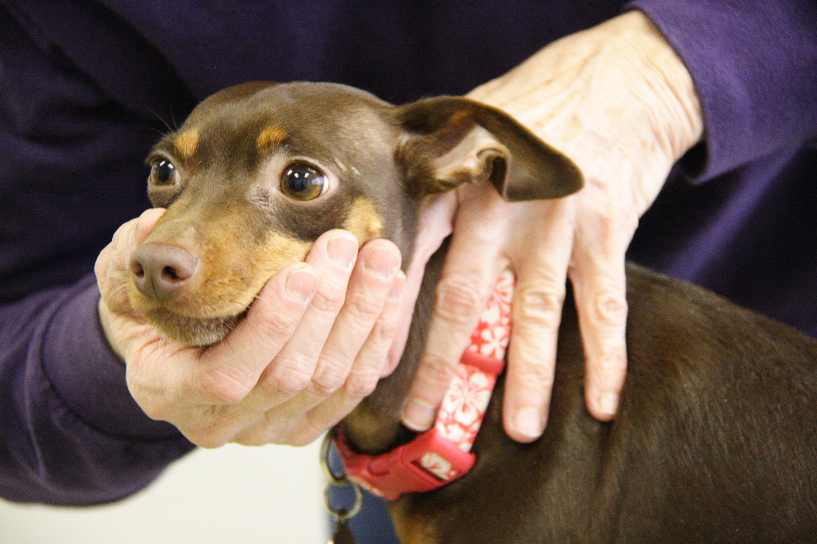 Dog Chiropractic