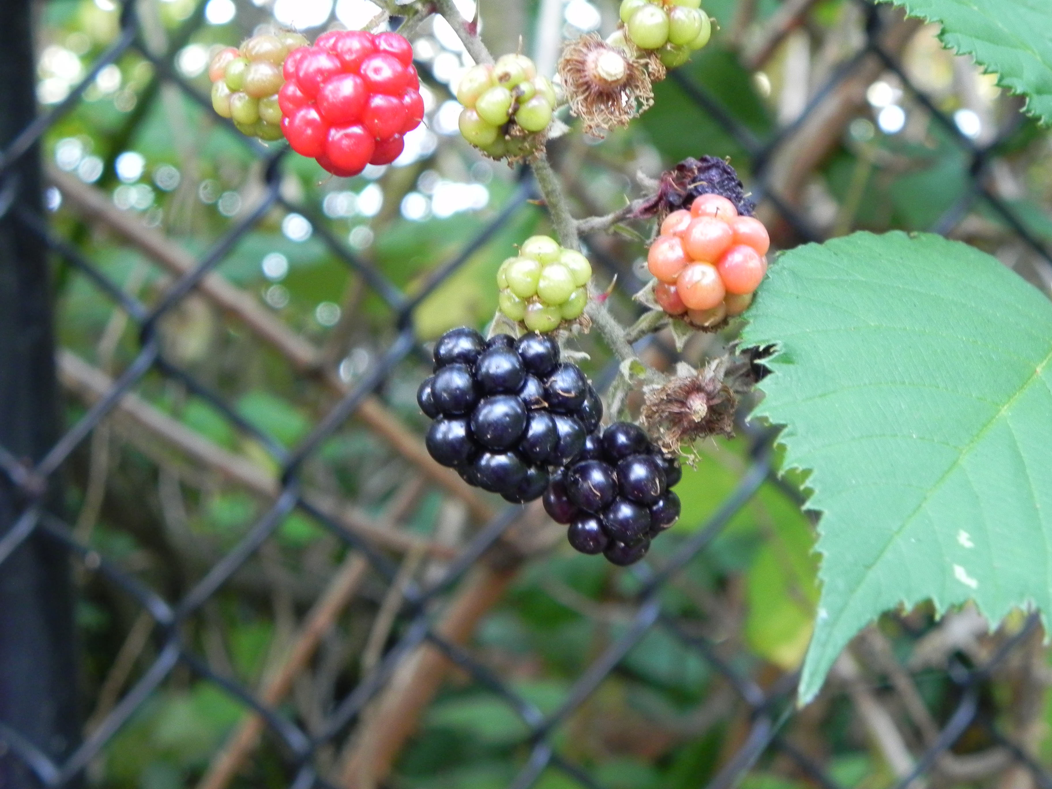 The Hunt for Wild Blackberries
