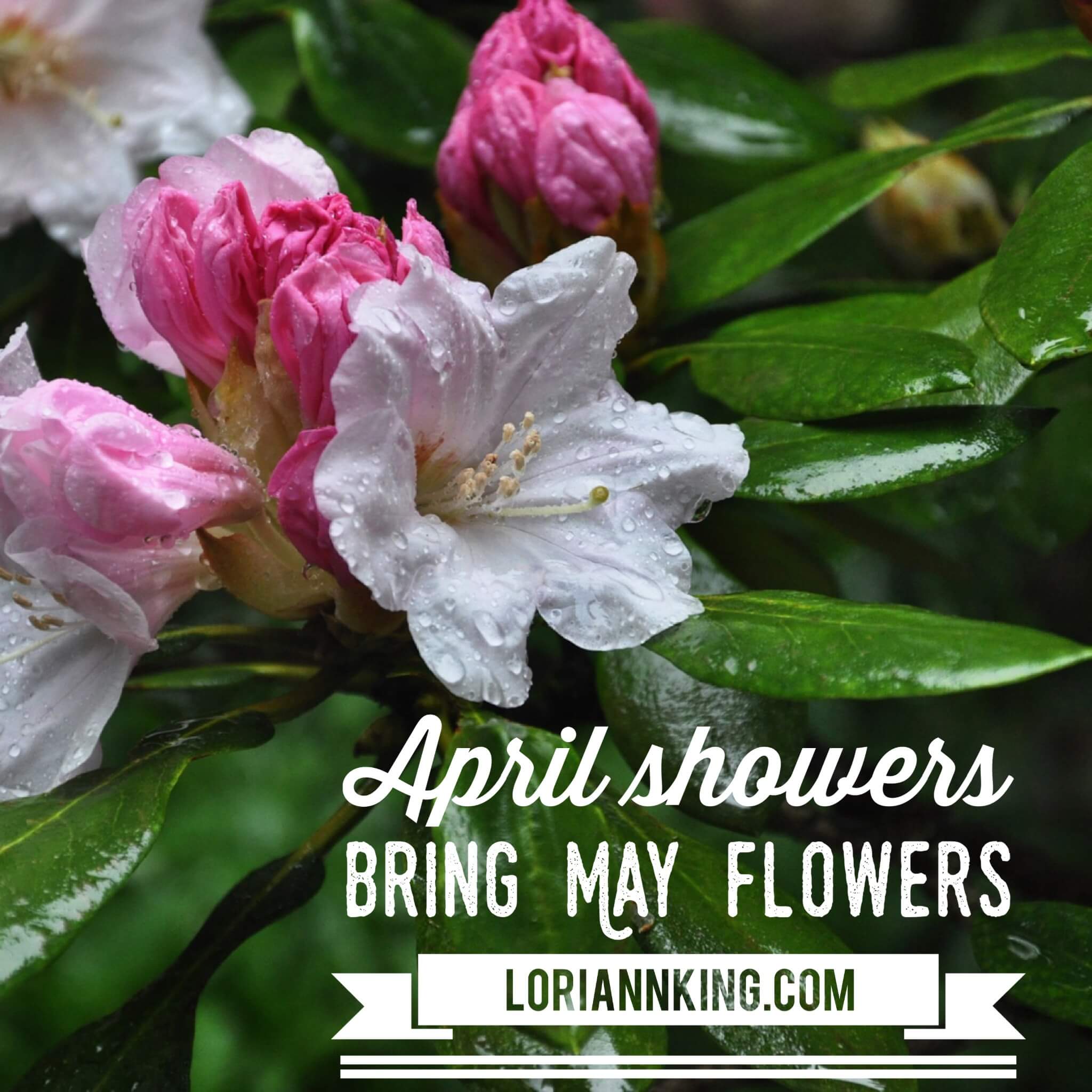 April Showers Bring May Flowers Lori Ann King