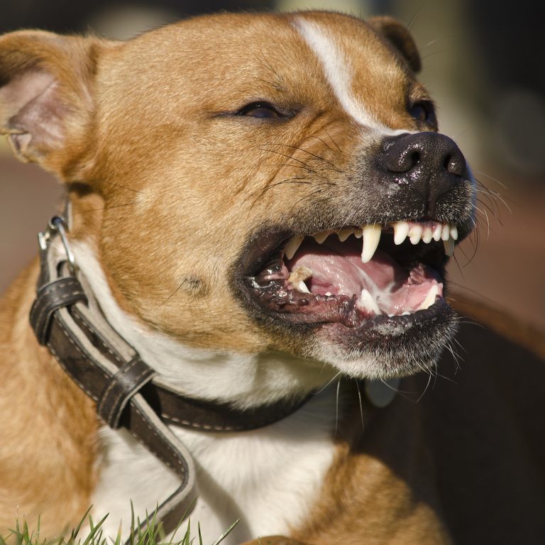 Dog Bites 5 Reasons You Should Hire A New Haven Personal Injury Lawyer