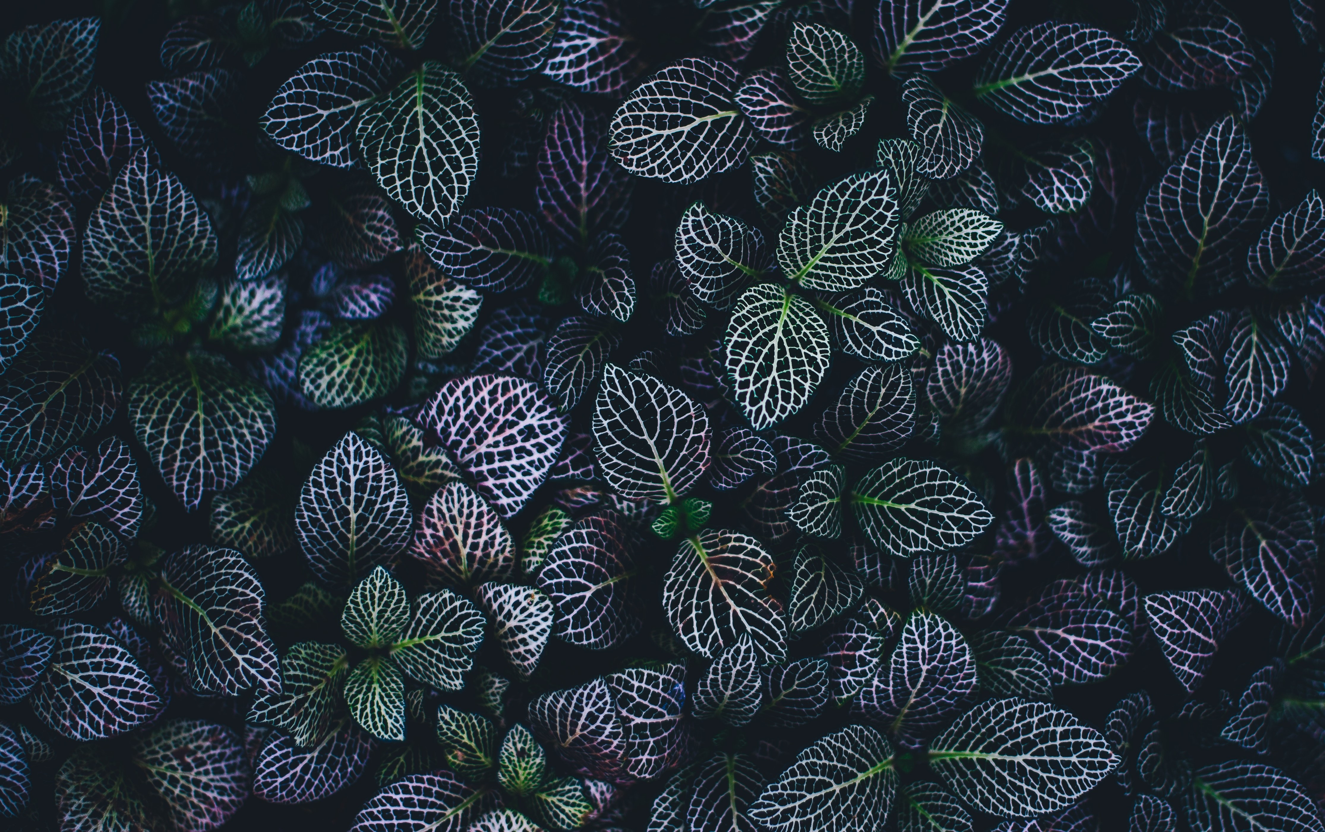 Lorraine Nygaard Singer Songwriter Victoria, BC Lorraine Nygaard