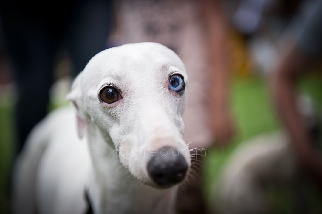 Lightbox Blueeyed greyhound dog lorrie graham