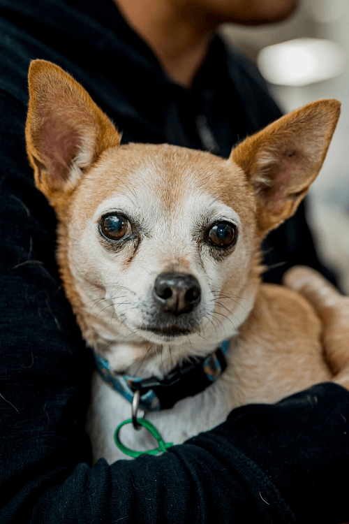 Senior pet care Lort Smith Animal Hospital