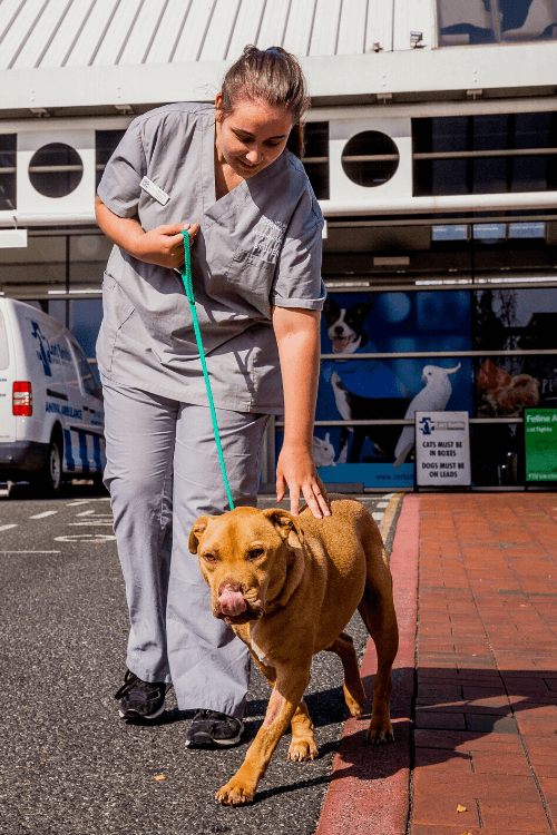 Veterinary Student Clinical Placements Lort Smith Animal Hospital