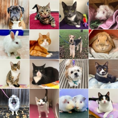 Pet Taskforce survey now open! Have your say on rehoming dogs and cats