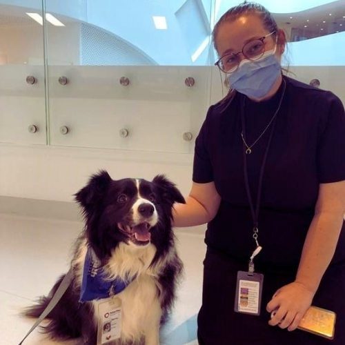 Our best friend during COVID19 Lort Smith Animal Hospital