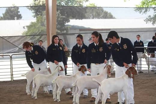 SAE Projects Los Banos FFA