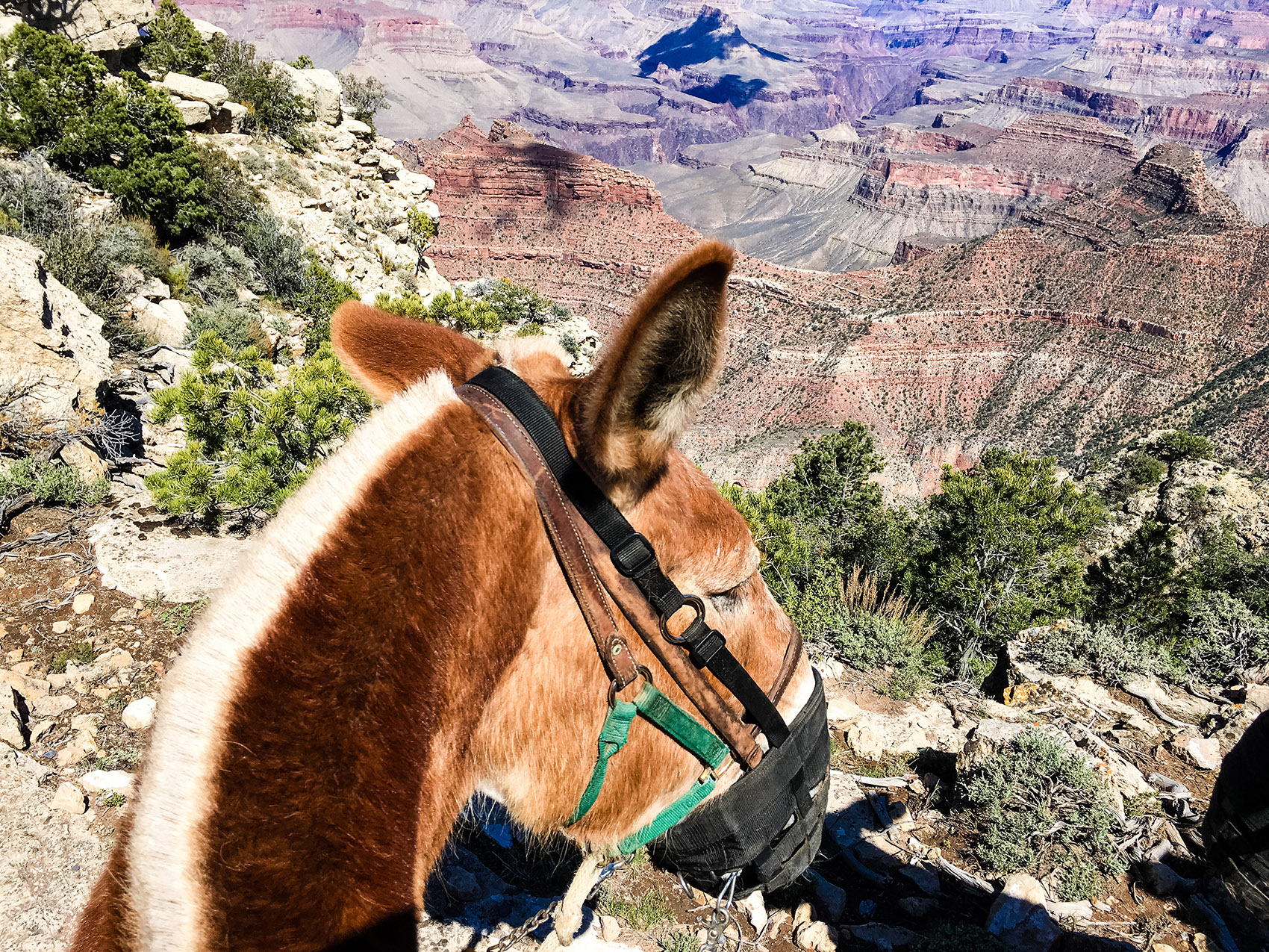 Grand Canyon Mule Rides lost2local
