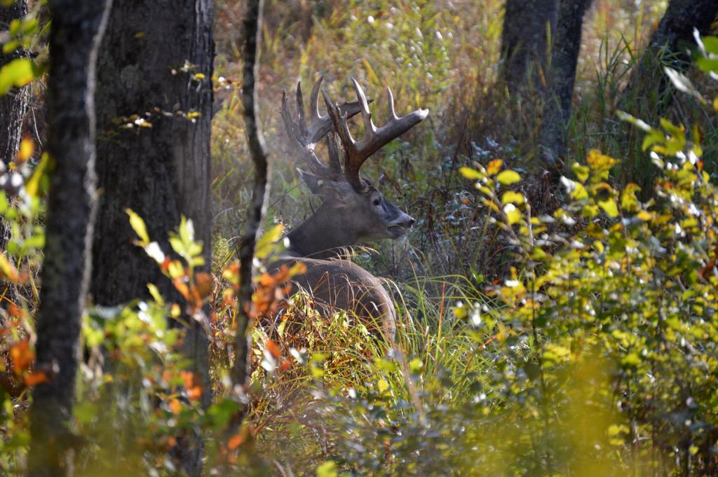 Lost Arrow Ranch Michigan Michigan Trophy Whitetail Deer Hunting Land of the Giants