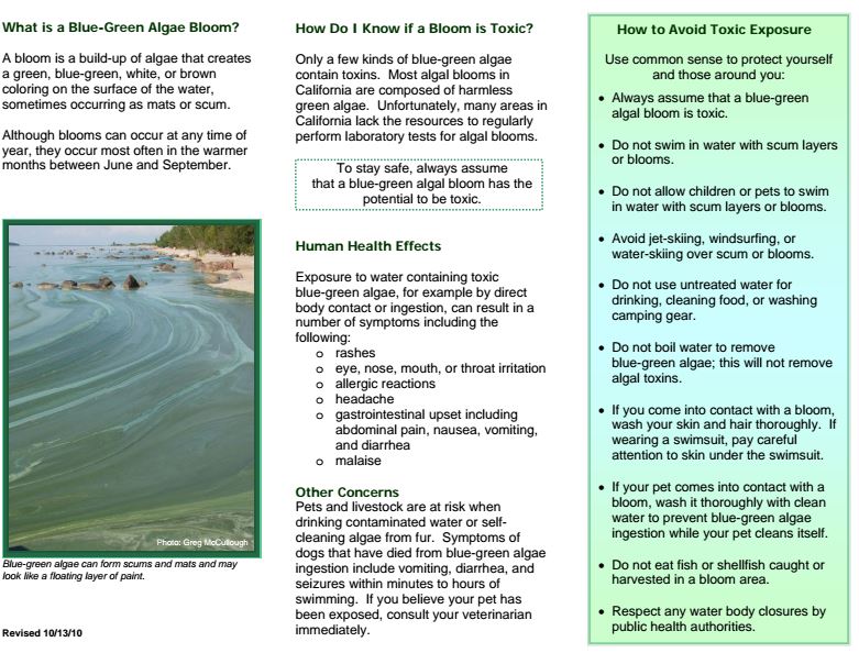 Recent BlueGreen Algae Blooms in Eel River and Big Lagoon Redheaded