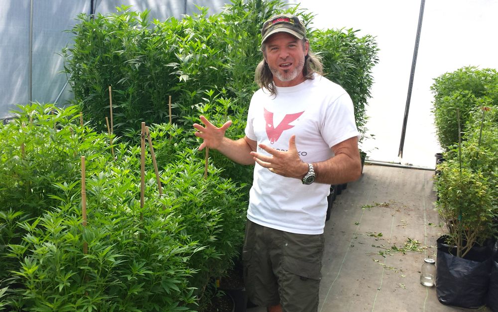Can Humboldt County Provide the Model for Legal Marijuana Statewide
