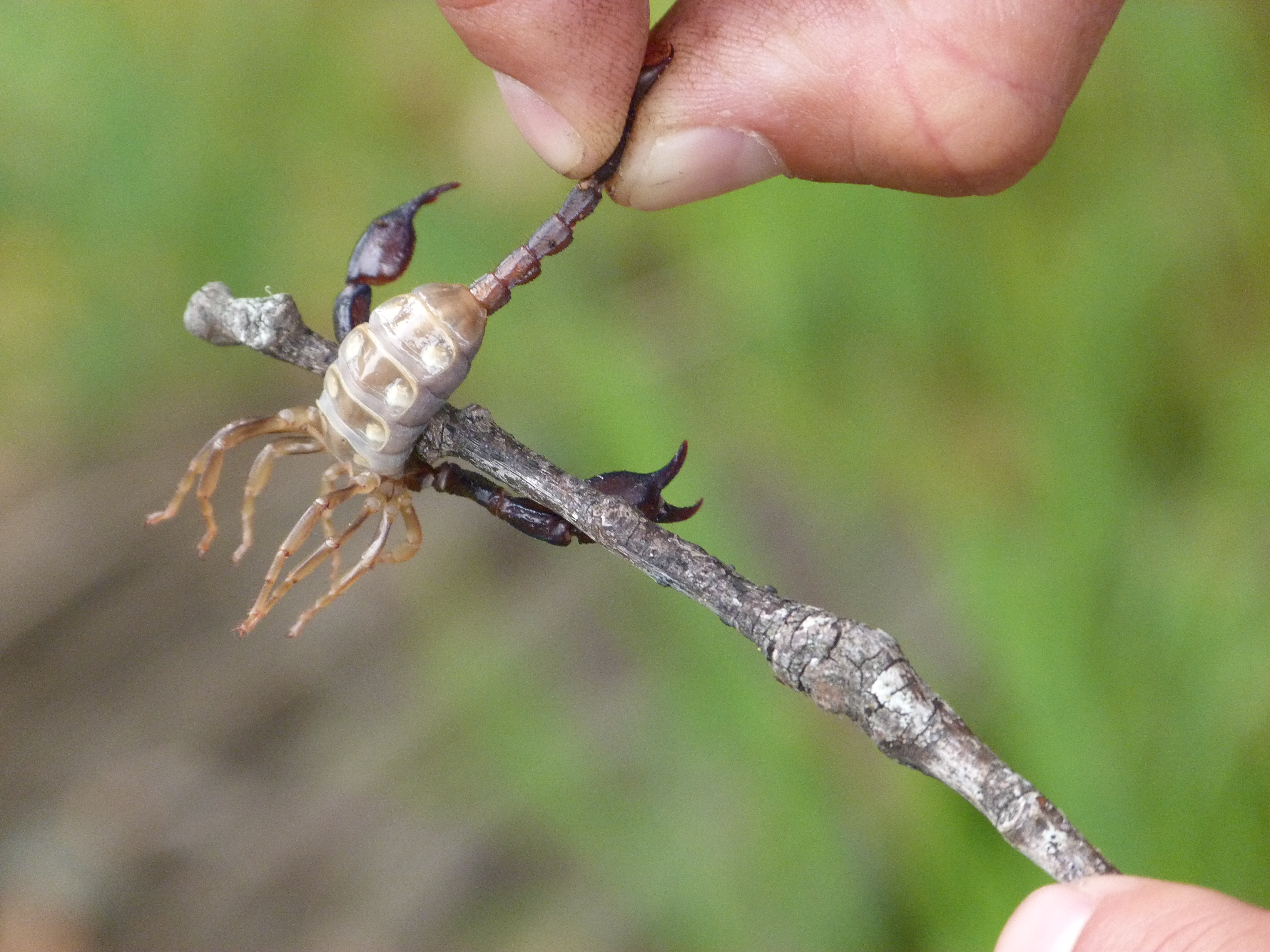NIKKI'S NATURE RAMBLE The Other World of Alderpoint Lost Coast