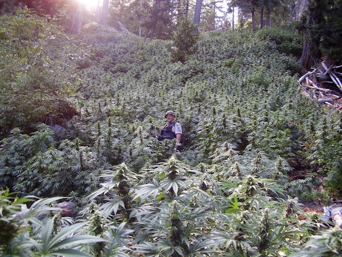 Vice Magazine Eyes Humboldt’s Marijuana Culture Redheaded Blackbelt