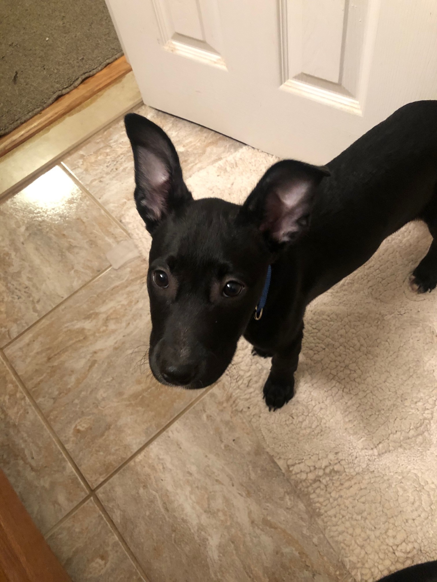 Strawberry Fields Lost Dog & Cat Rescue Foundation