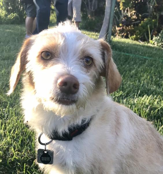 Lost Dogs Lost Dog San Diego