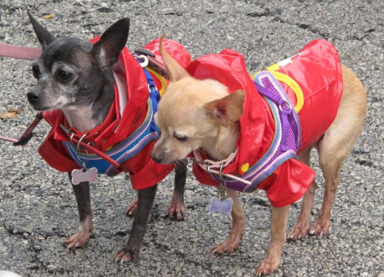 Events Lost Dogs Illinois