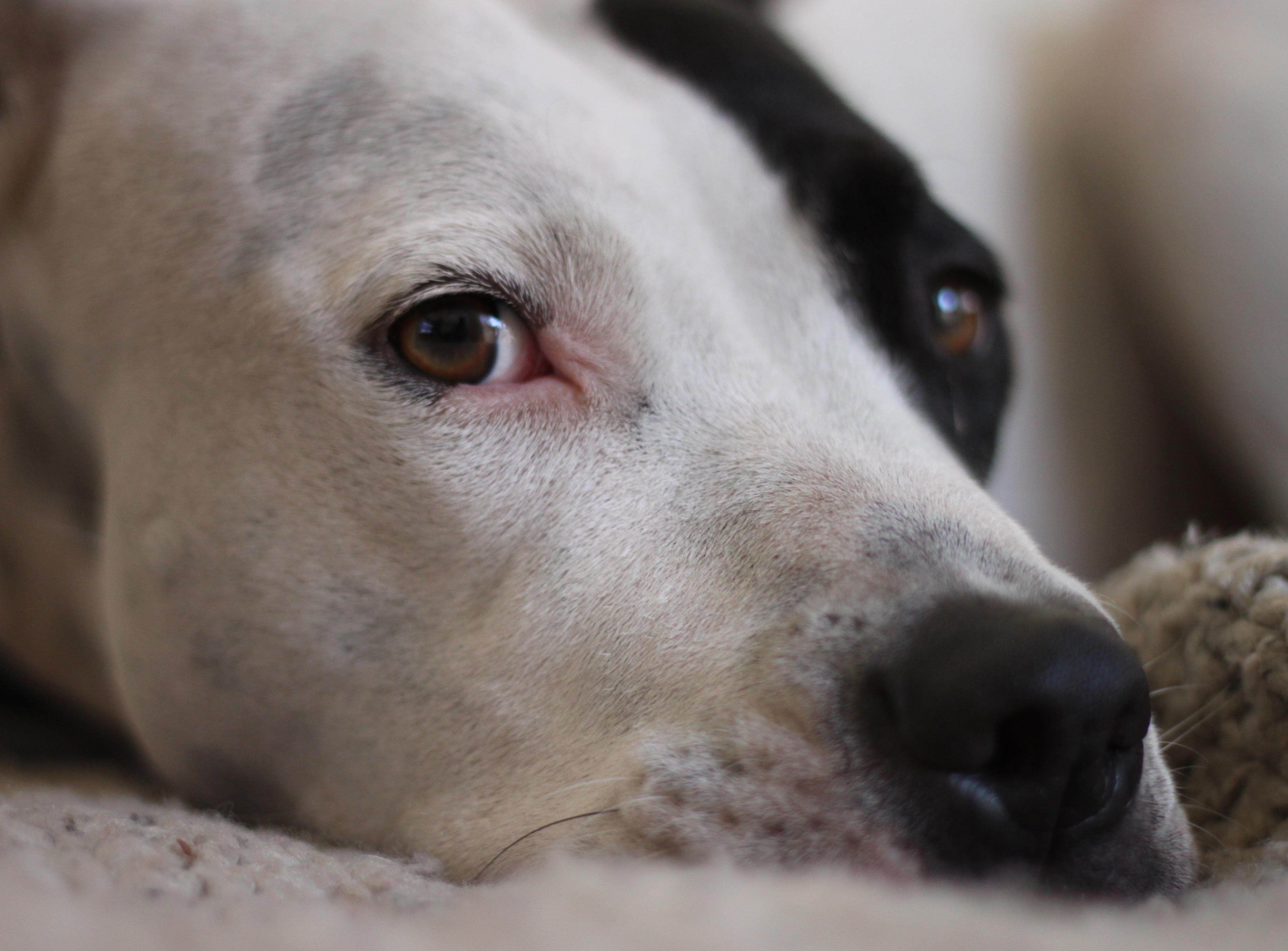 ASPCA's Position Statement on Shelter Responsibilities
