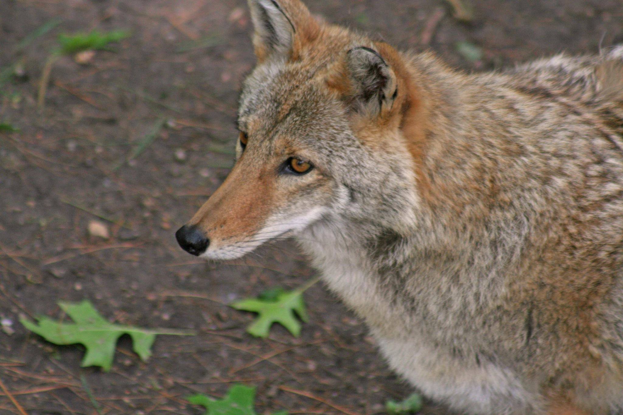 Despite the Hype, Coyote Attacks on Lost Dogs are Rare Lost Dogs of