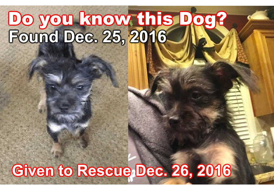 Tips for Found Dogs Taken in By Rescues Lost Dogs of America