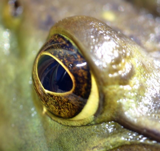 Old New England witch delicacy frog eyeballs. May is all about