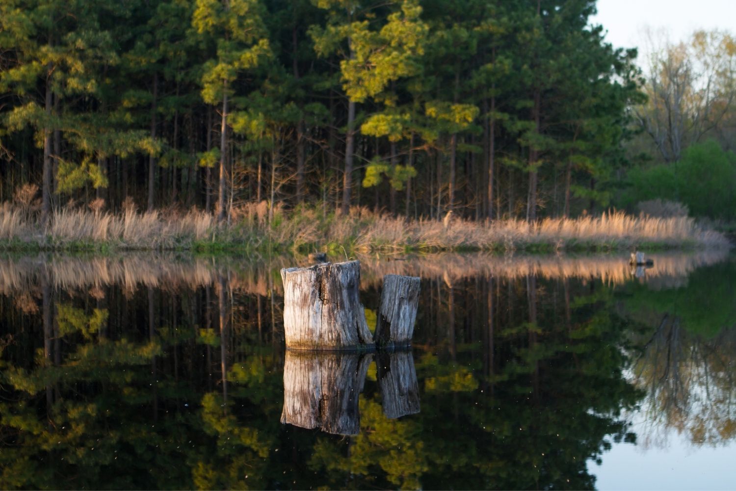 20 Best Lakes in South Carolina