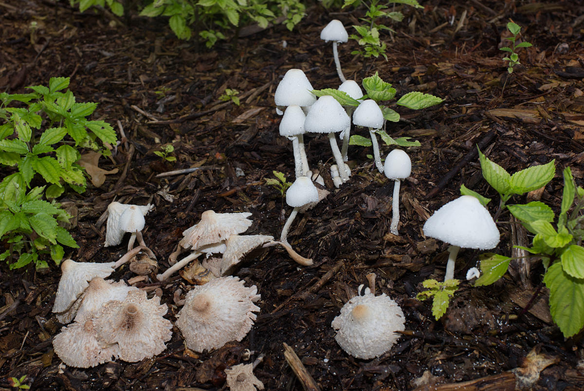 Mushrooms In Your Garden is a Good Thing Lost In The Ozarks