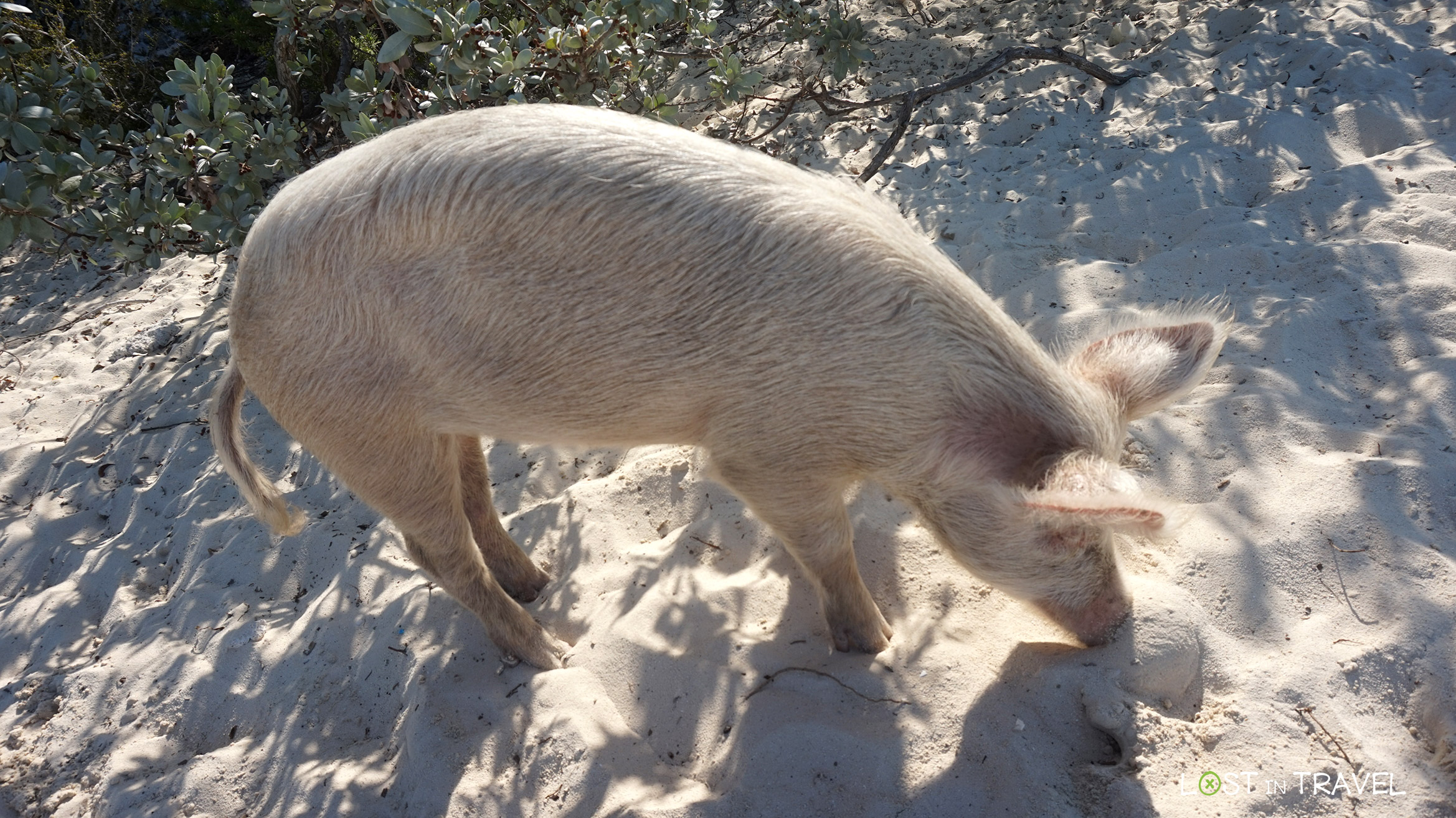 Pig Island