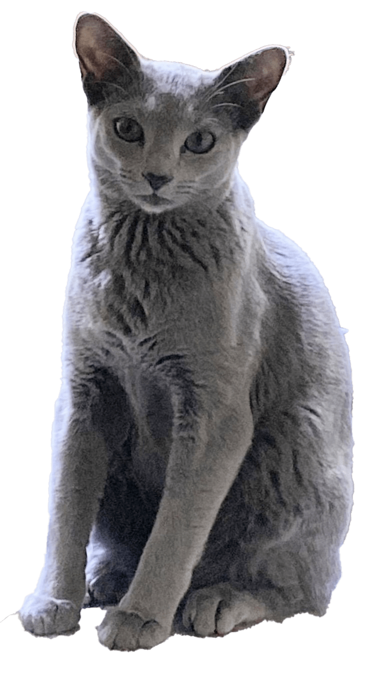 Lost Cat Russian Blue in RENTON, WA Lost My Kitty