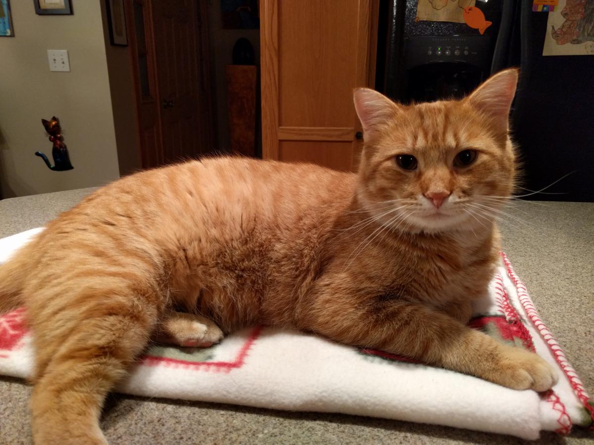 Lost Cat American Shorthair in WAUKESHA, WI Lost My Kitty
