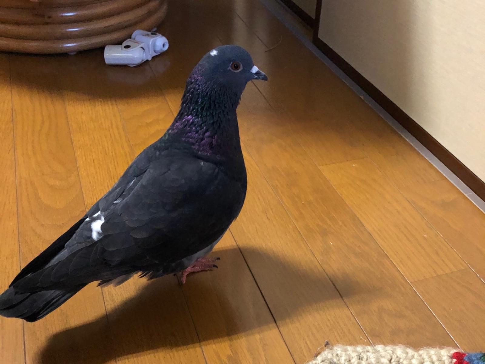 迷子の鳩(ドバト?)が家に居つきました