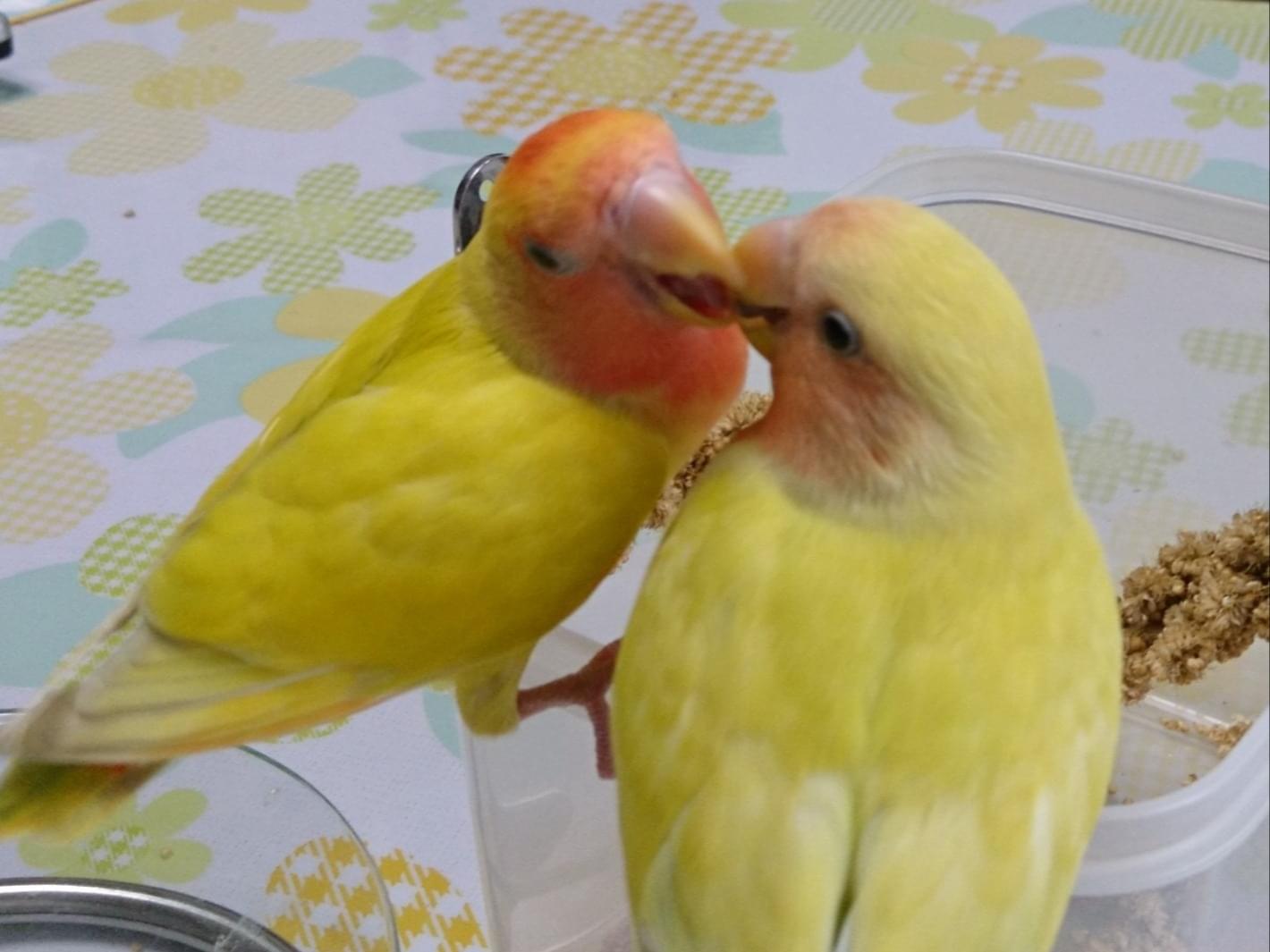 黄色のコザクラインコを探しています。