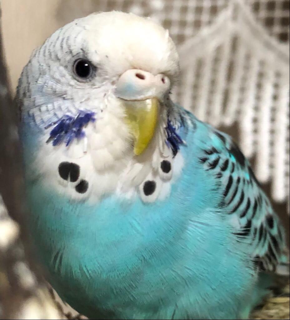 青いセキセイインコのメスを探してます、埼玉県所沢市